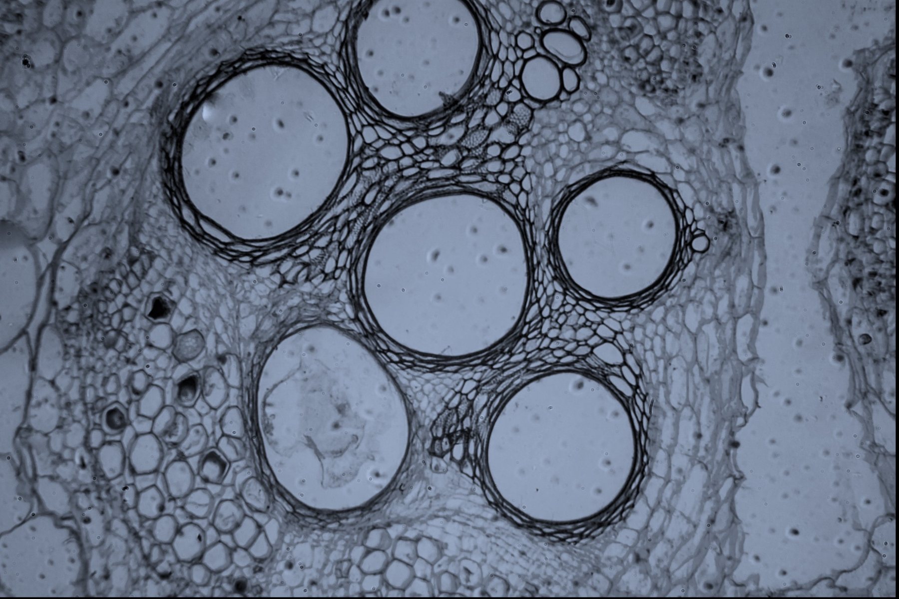 Custom Cell Line Development